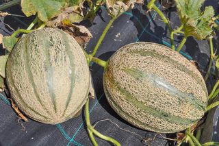Własny melon w ogrodzie. Zdradzamy, jakie ma wymagania i jak go uprawiać, by był soczysty