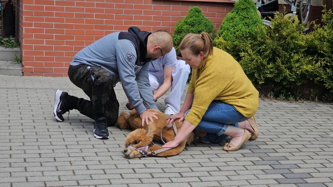 Alpak Willy dostał nową nogę i poszedł przeglądać się do lustra czy nadal jest piękny