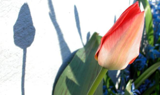 Tulipany na tarasie