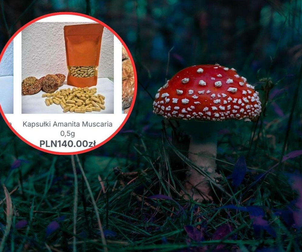 Moda na jedzenie muchomorów nie słabnie. Mimo zakazu handel wciąż kwitnie