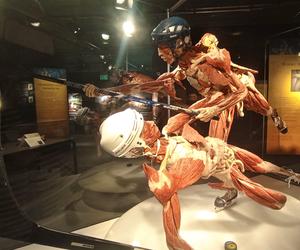 Wystawa Body Worlds w Szczecinie