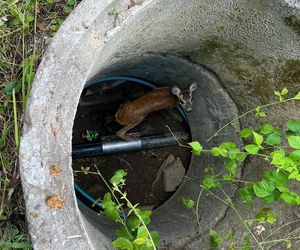 Druhowie z Iwonicza uratowali sarenkę. 