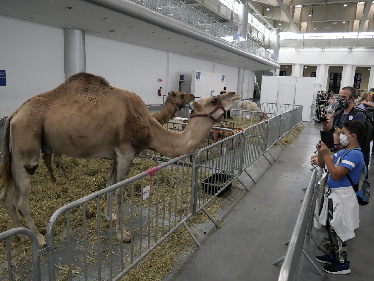 Animal Fest Poznań - co będzie można zobaczyć podczas wystawy? 