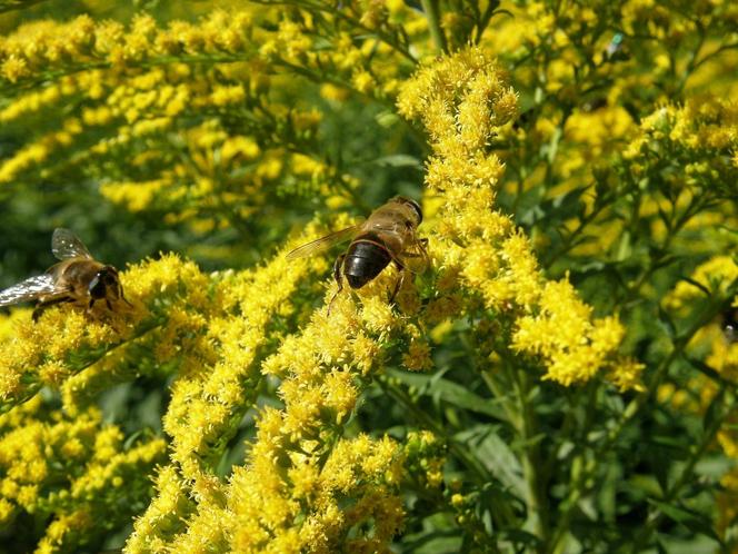 Botanicy i pszczelarze ostrzegają przed tą rośliną. Zielarze mówią, że ratuje zdrowie. Mamy przepisy