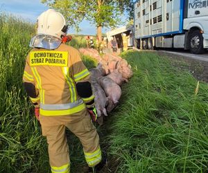 170 świń na drodze. To efekt wypadku drogowego pod Bytowem [ZDJĘCIA]