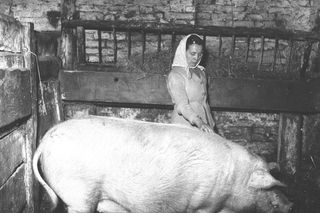 Państwowe gospodarstwo rolne