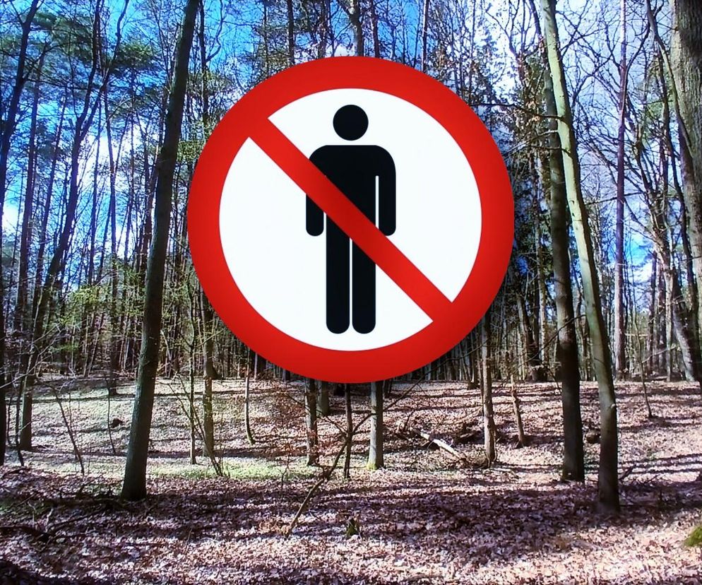 Zakaz wstępu do polskich lasów. Leśnicy nie mieli innego wyjścia