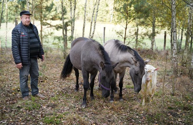 Podlaskie. Wataha wilków terroryzuje mieszkańców wioski. Zabijają zwierzęta, wchodzą na podwórko