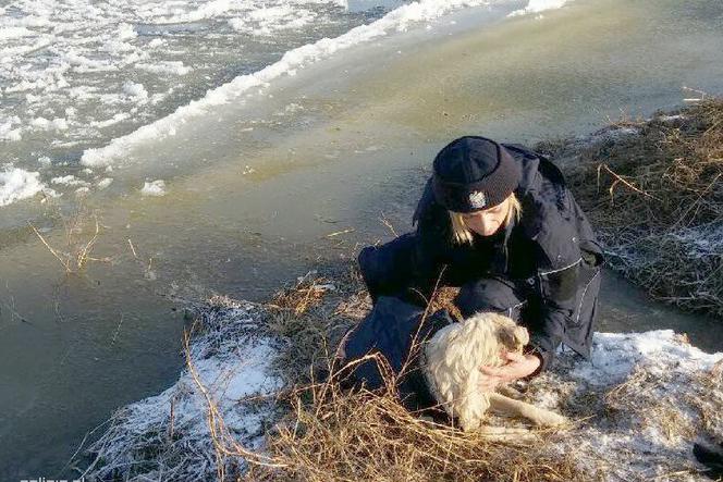 Policjanci uratowali tonącego psa [WZRUSZAJĄCE ZDJĘCIE]