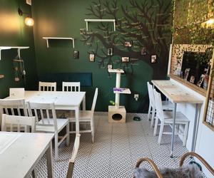 Kocia Kawiarnia w Bielsku-Białej ponownie otwarta