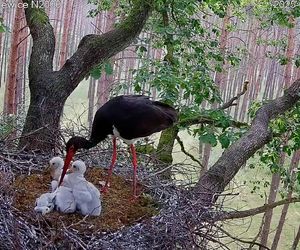 Bocian czarny wyrzucił z gniazda dwa pisklaki