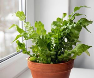 Asplenium nidus 'Crispy Wave'