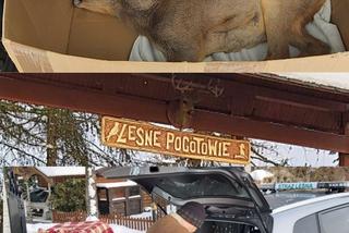 Śląskie: Marta i Robert uratowali maleńką sarnę. Ich wielkie serca zostały docenione