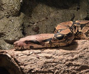 Egzotyczny świat na wyciągnięcie ręki! Zaglądamy do akwarium-terrarium w Myślęcinku