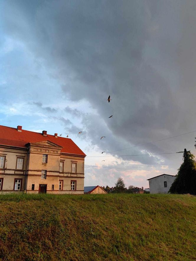 Bociany z Żor już gotowe do drogi. Grupują się, by wspólnie wylecieć do ciepłych krajów