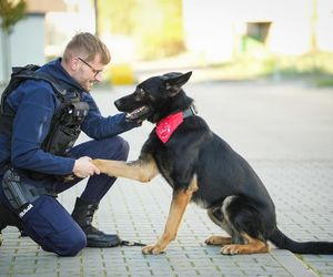Psi bohater Niko oddał krew dla chorego kolegi! Takiego psa chce każdy patrol