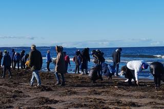 Poszukiwacze bursztynu na świnoujskiej plaży