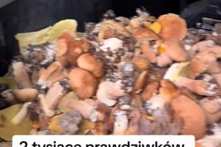 Wysyp grzybów na Mazurach. Tysiące prawdziwków w lesie pod Nidzicą