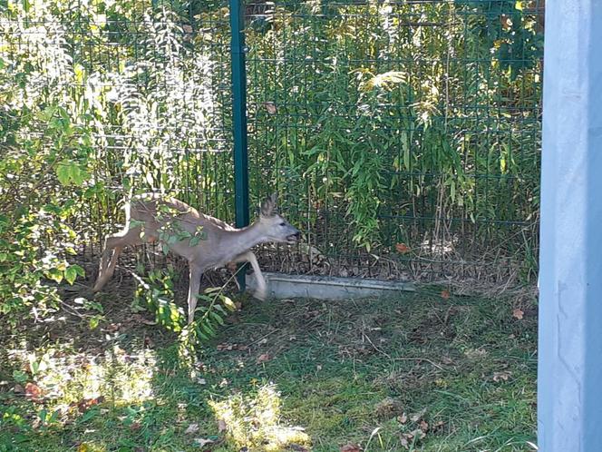 Nietypowe interwencje służb. Strażacy-ochotnicy uratowali stado koni, a strażnicy miejscy sarenki