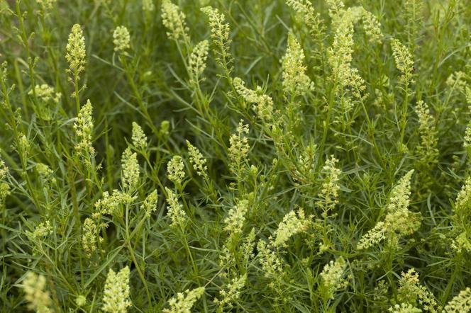 Rezeda wonna - Reseda odorata