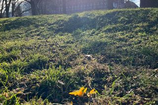 Krokusy Jasne Błonia