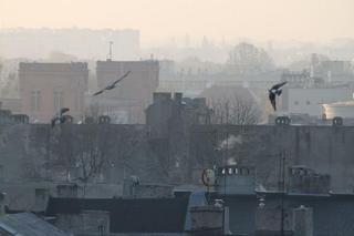 Dramatyczna jakość powietrza w Małopolsce. Normy przekroczone nawet o 1400%!