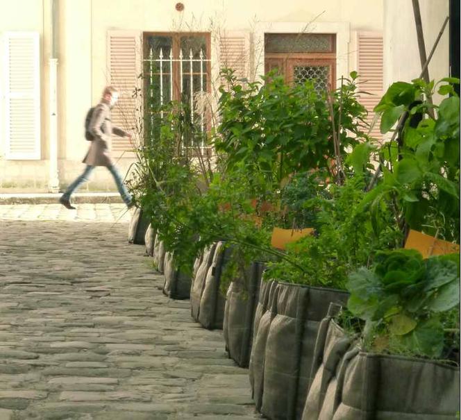 Miasto - ogród i dizajn w przestrzeni publicznej: Bacsac® donice - worki do uprawiania roślin w mieście