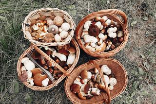 „Gangi” Rumunów w podkarpackich lasach. Zbierają grzyby i wywożą za granicę!