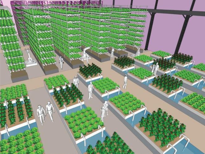 Ilustracyjny widok przestrzeni do uprawy roślin