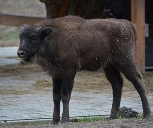 Znamy imię nowego żubrzątka z Kopnej Góry!