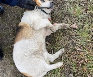 Policjanci znaleźli potrąconego psa Lesia