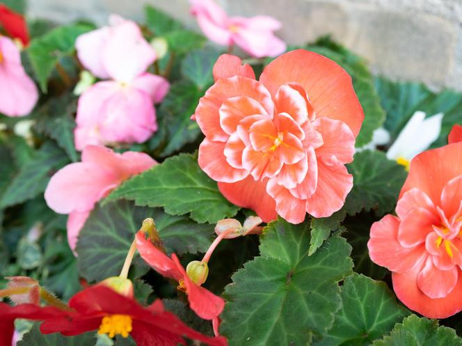 Begonia bulwiasta