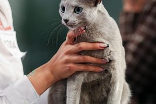 Bacardi, najpiękniejszy kot świata