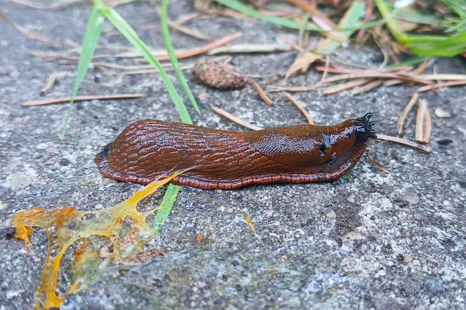 Budzą obrzydzenie i są utrapieniem ogrodników. Ślimaki sieją spustoszenie