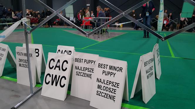 Międzynarodowa Wystawa Psów Rasowych w Bydgoszczy