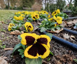 Park Kochanowskiego w Bydgoszczy, czyli serce bydgoskiej Dzielnicy Muzycznej!