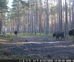 Stado żubrów w woj. lubelskim jest coraz liczniejsze