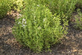 Tymianek – uprawa w ogródku ziołowym. Jak uprawiać tymianek i jak zbierać ziele tymianku