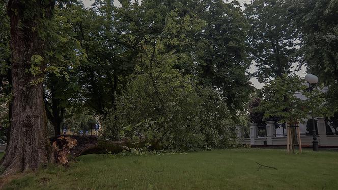 Połamane i wyrwane drzewa! Krajobraz po burzy w Białymstoku [ZDJĘCIA]