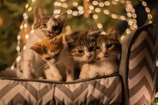 Świąteczne koty do Adopcji