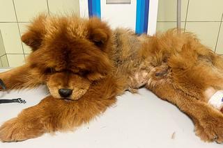 Borys ofiarą pseudohodowli 