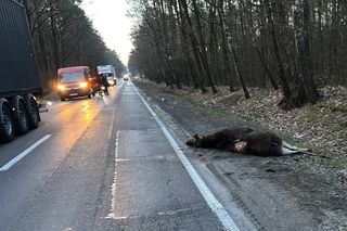 Auto zderzyło się z łosiem