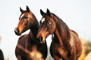 Z Kopyta na Brzankę - Rajd Fundacji Iskierka 