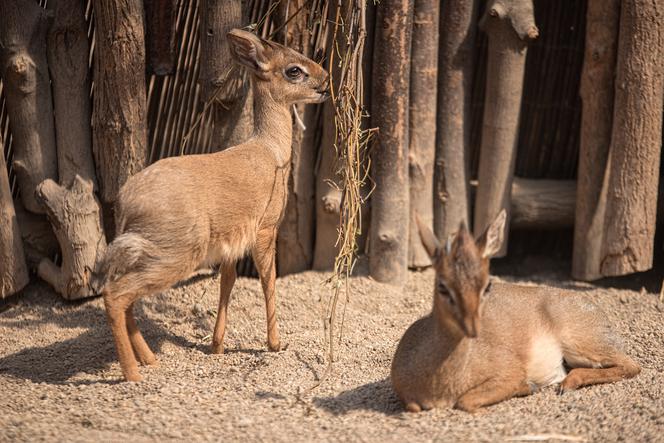 Dik dik