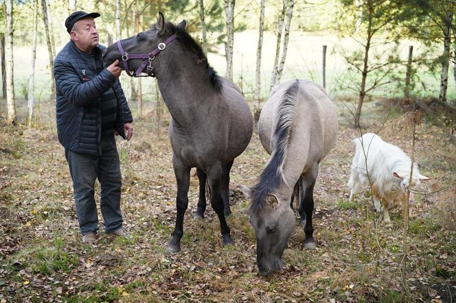 Podlaskie. Wataha wilków terroryzuje mieszkańców wioski. Zabijają zwierzęta, wchodzą na podwórko