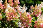 Hortensja bukietowa 'Pinky Winky'