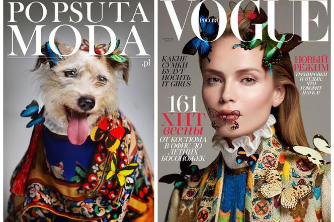 Psy jak modelki z okładek Vogue'a? Zobacz odważną akcję i brawurowe psiaki! [ZDJĘCIA]