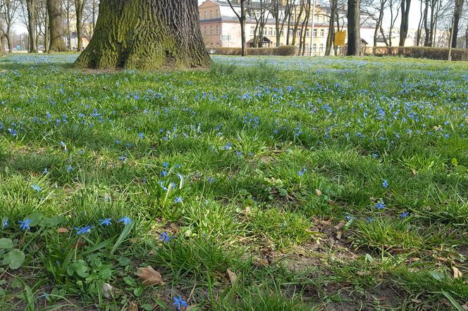 Park Jonstona w Lesznie opanowały cebulice. To jeden z kwiatowych symboli wiosny