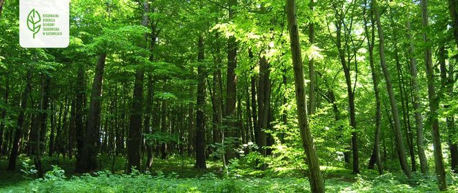 Rezerwat Grapa w Żywcu