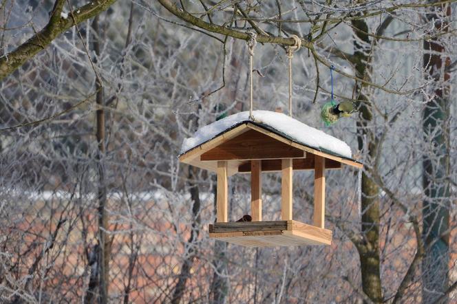 Jak dokarmiać ptaki zimą? Co sypać ptakom do karmnika, by im nie zaszkodzić?